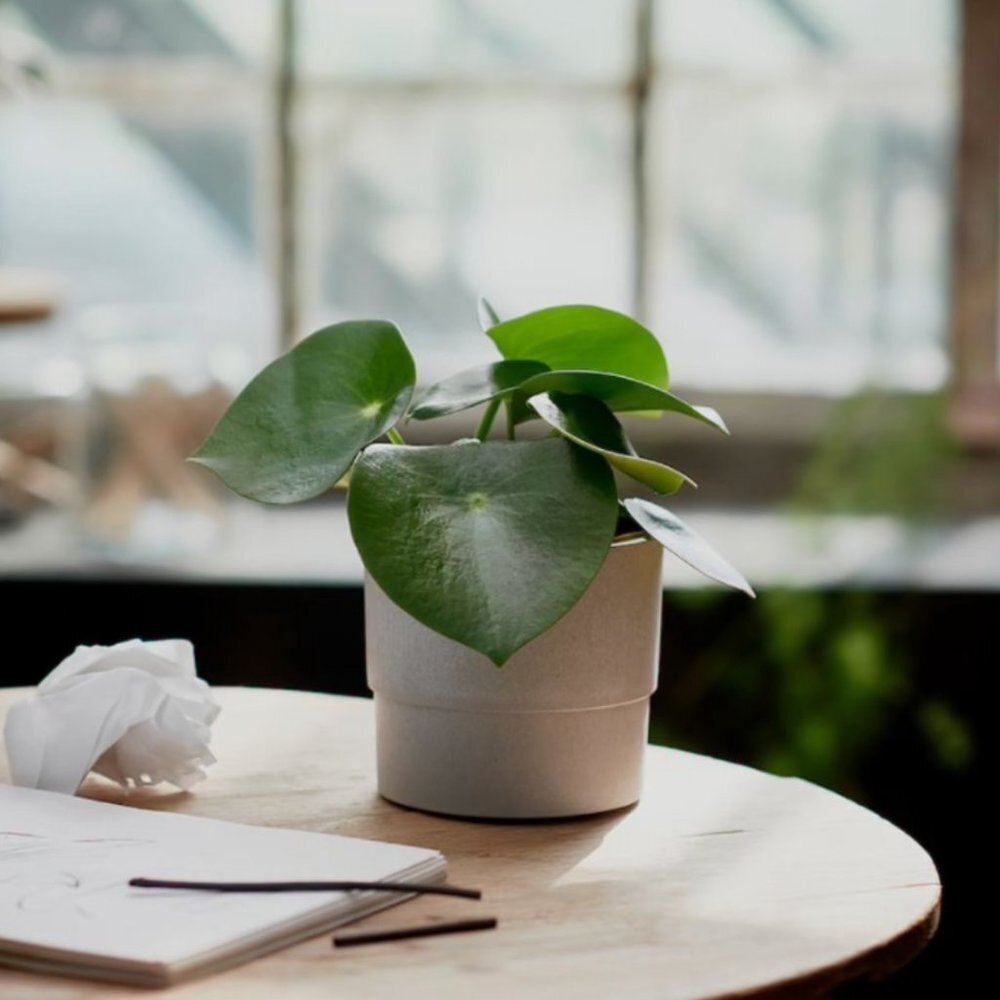 Ikea Nypon Gray Plant Pot